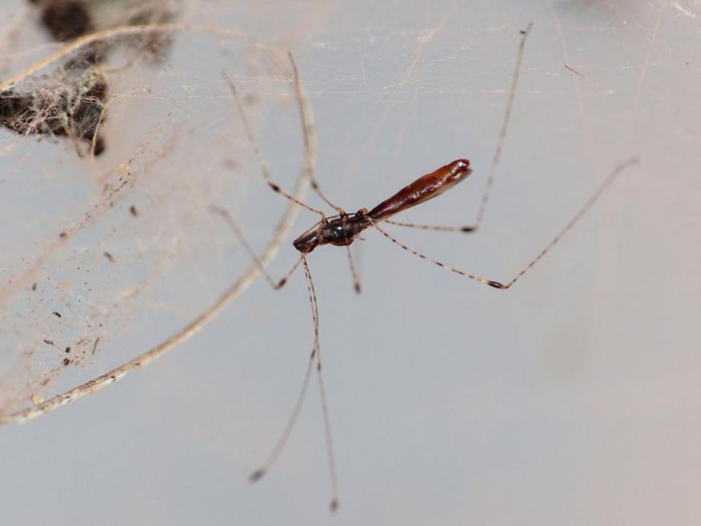 Ancora un Berytidae su ragnatela di Agelena labyrinthica.